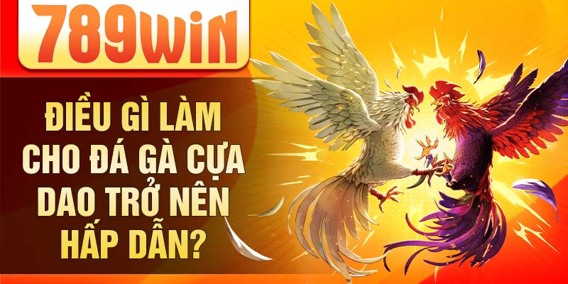 Điều gì làm cho đá gà cựa dao trở nên hấp dẫn? Điều gì làm cho đá gà cựa dao trở nên hấp dẫn?