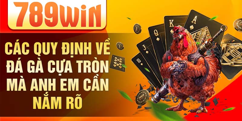 Các quy định về đá gà cựa tròn mà anh em cần nắm rõ Các quy định về đá gà cựa tròn mà anh em cần nắm rõ